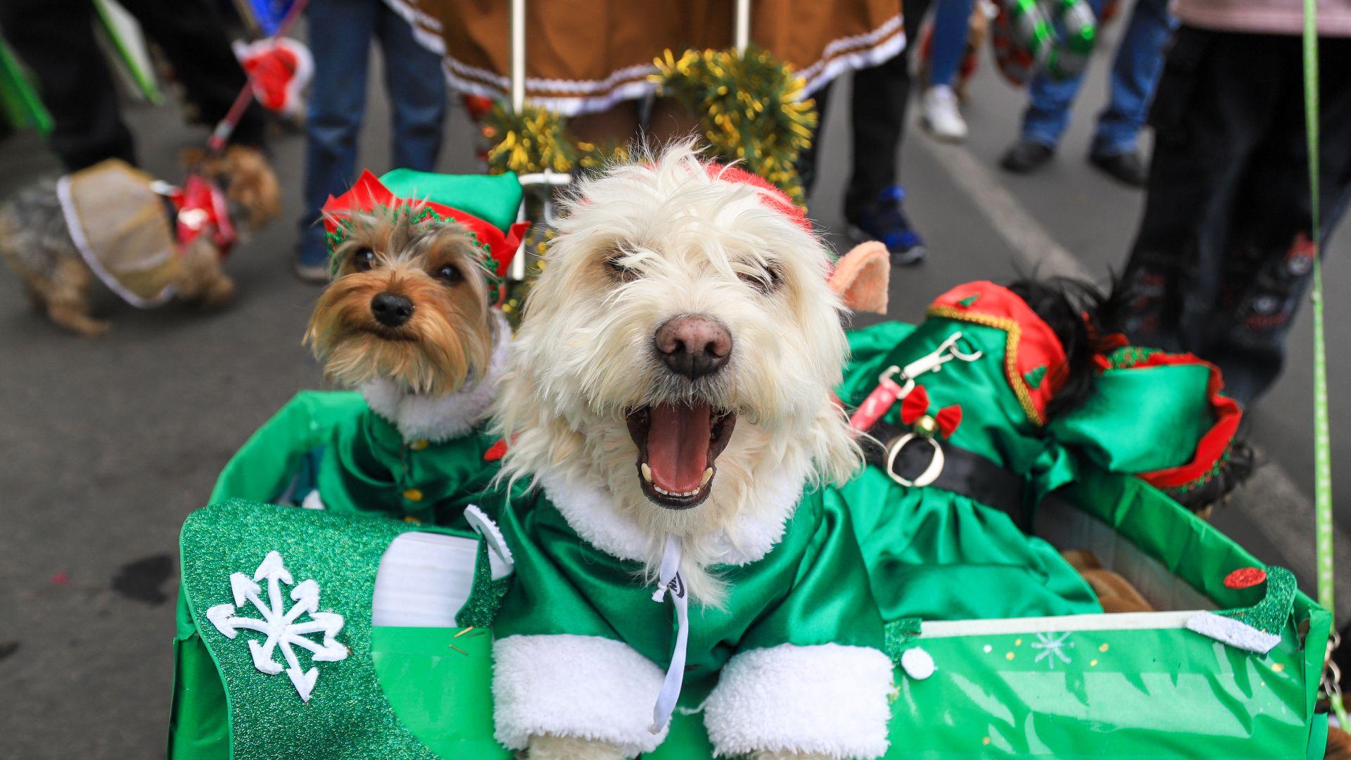 Estos Son Los Nombres De Perro M S Populares En La Regi N De Murcia